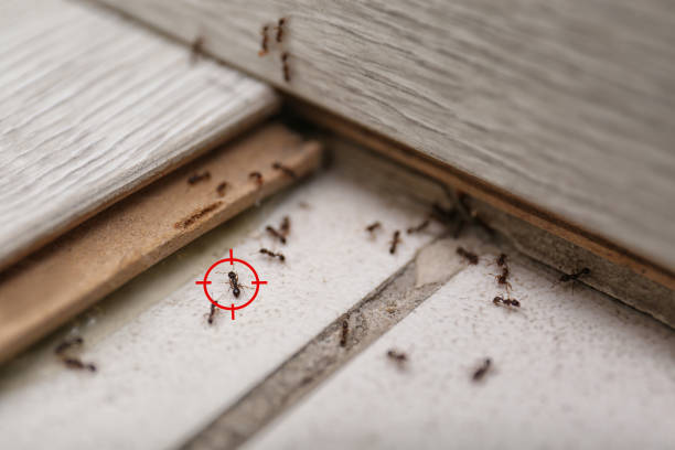 Best Affordable Pest Control Services  in Bay Springs, MS