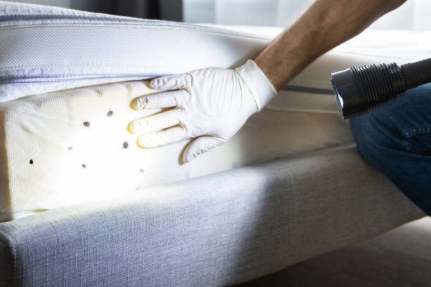 Best Ant Control Services  in Bay Springs, MS